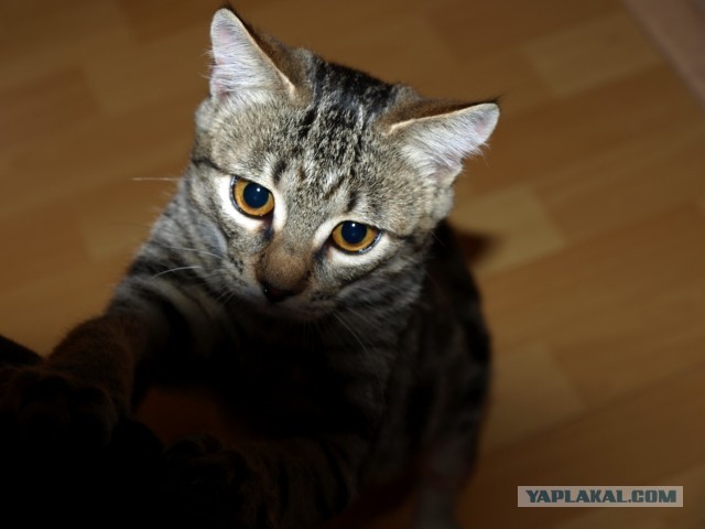 Котовторник 03.09.2013