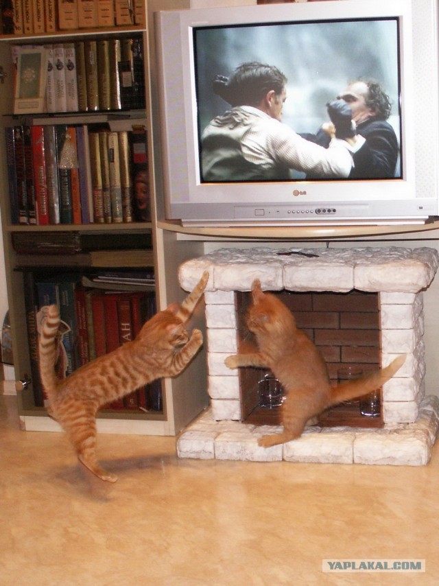 Котовторник 8.10.2013