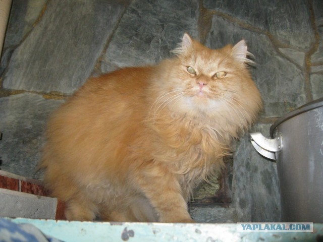 Собаки, кошки и бульдоги.