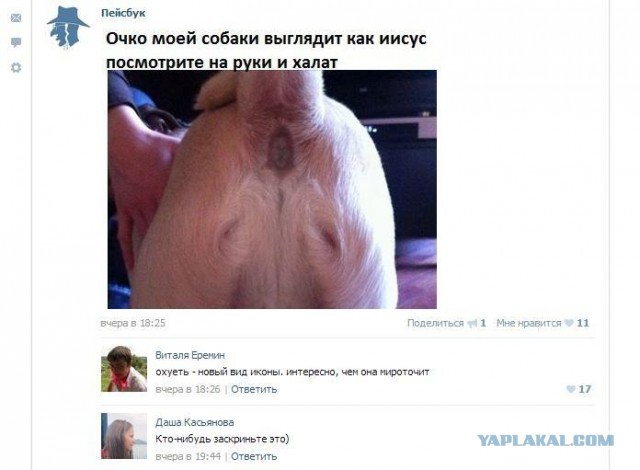 Смешные комментарии из социальных сетей