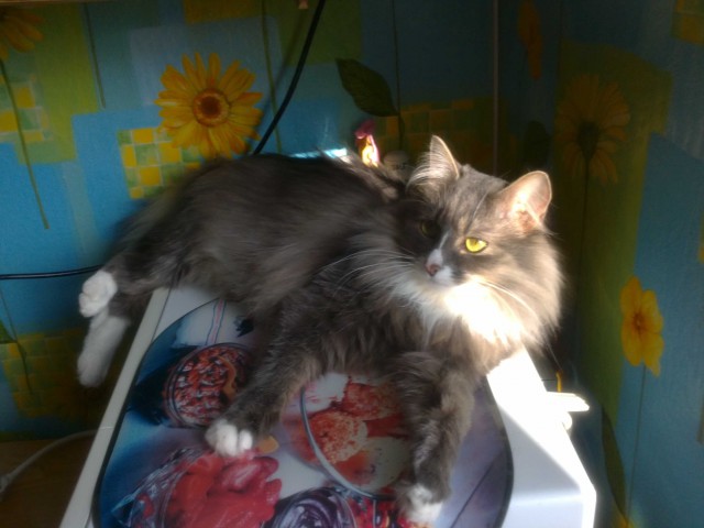 Котовторник 04.03.2014