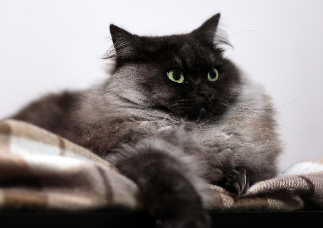 Котовторник 26.08.14.