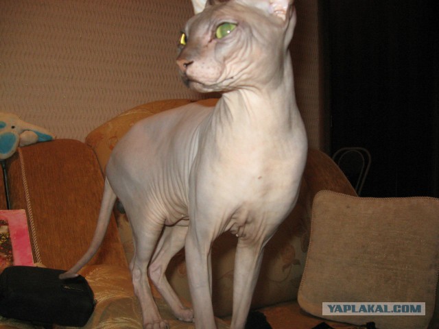 Котовторник 7.10.2014