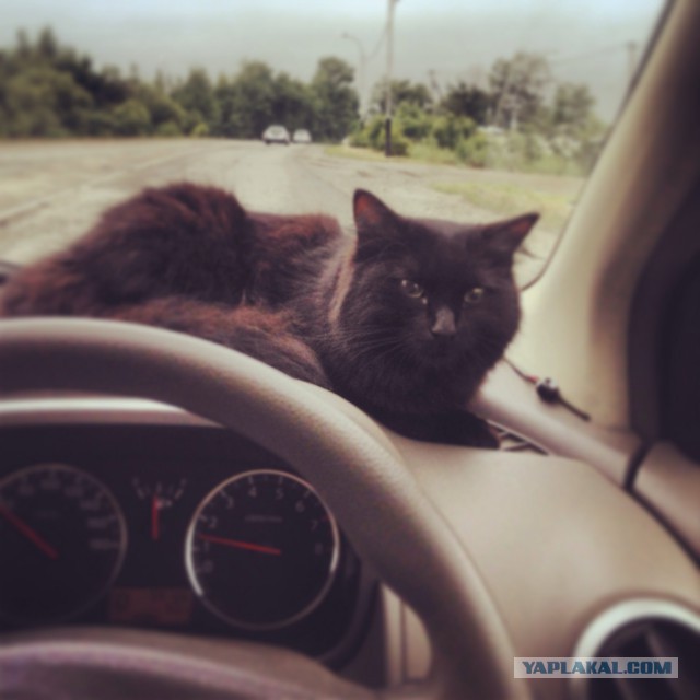 Забавы наших усатых-полосатых