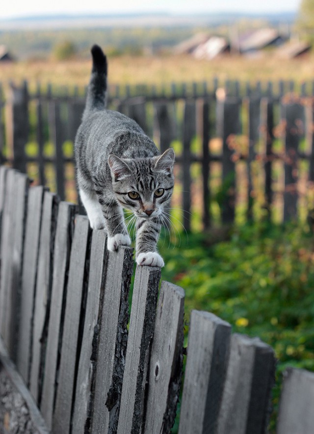Котовторник 28.10.2014