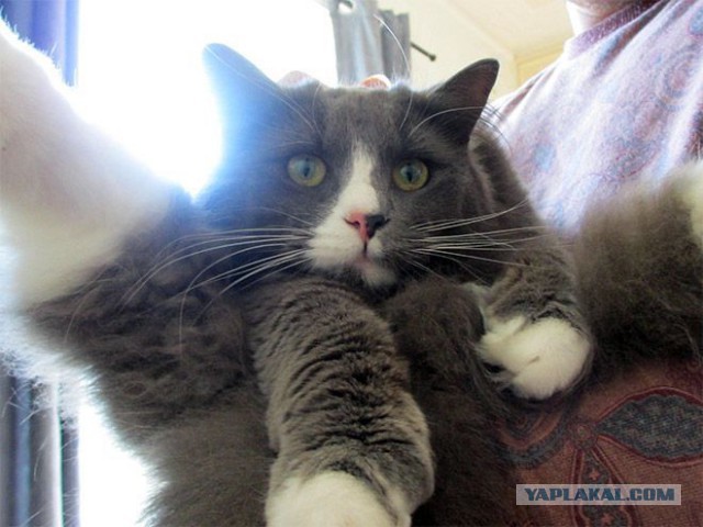 Котовторник 11.11.2014