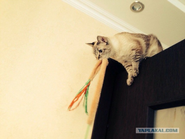 Котовторник 16.12.2014