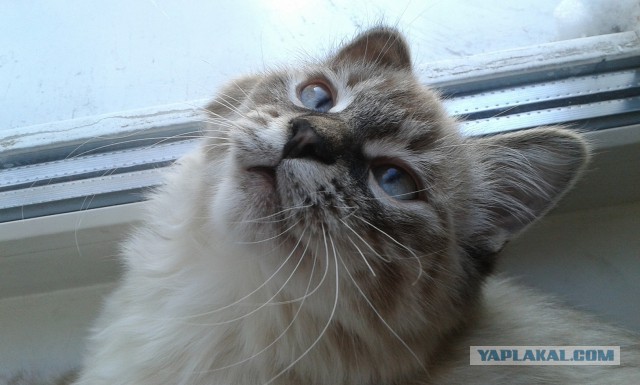 Котовторник 15.12.2015