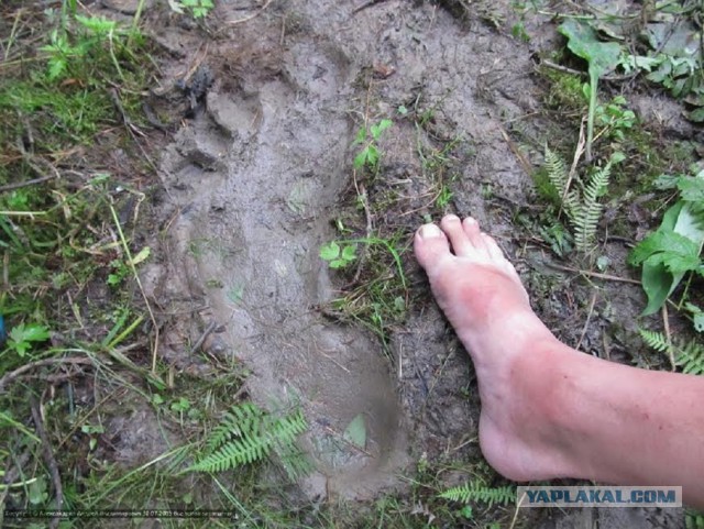 Исчезающая собака