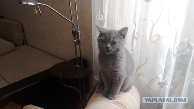Котовторник  01.03.2016