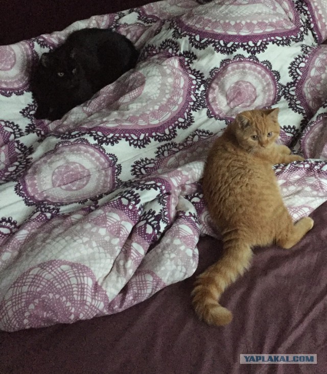 Котовторник 22.03.2016