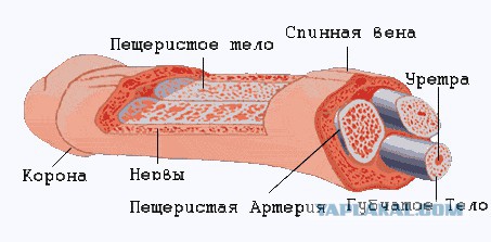 Мужчина и его маленький "друг"