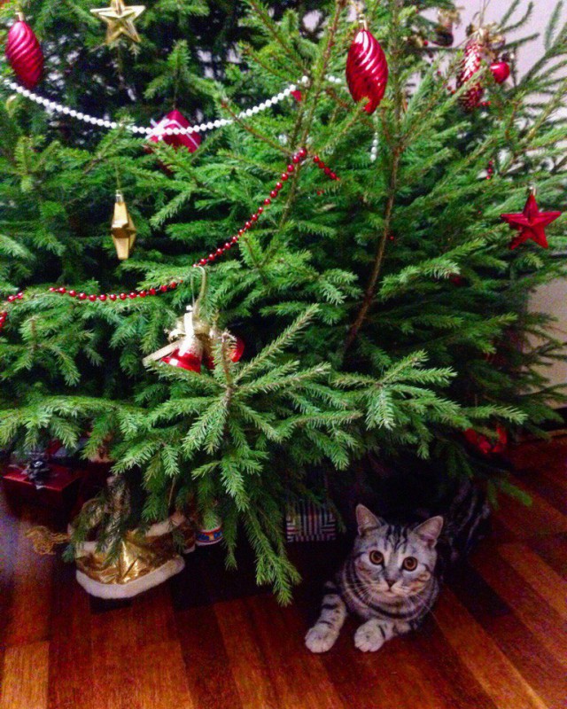 Коты из сети