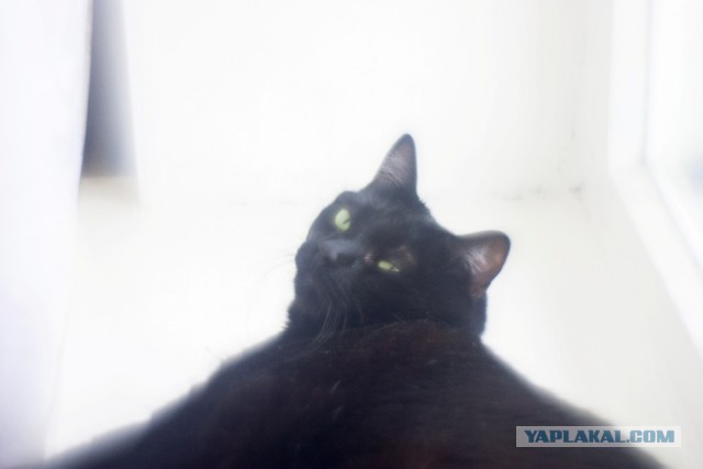 Котовторник 28.02.2017