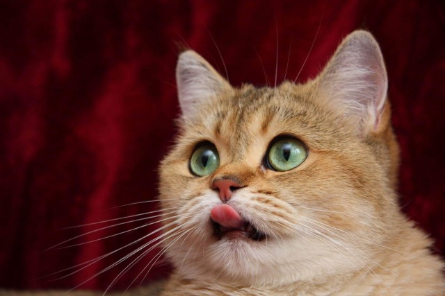 Коты и Кошки