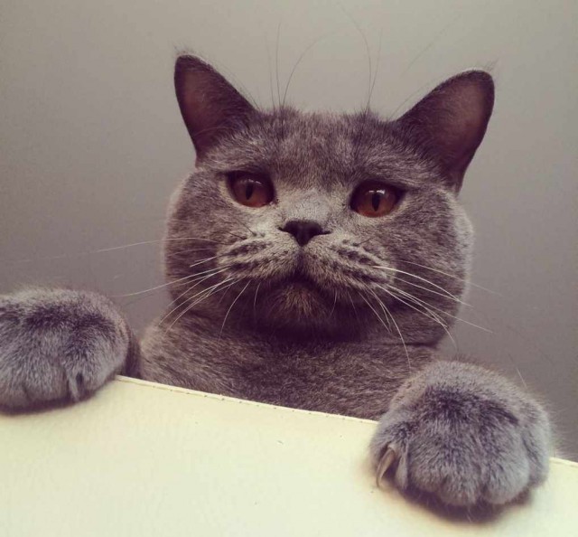 Коты и Кошки