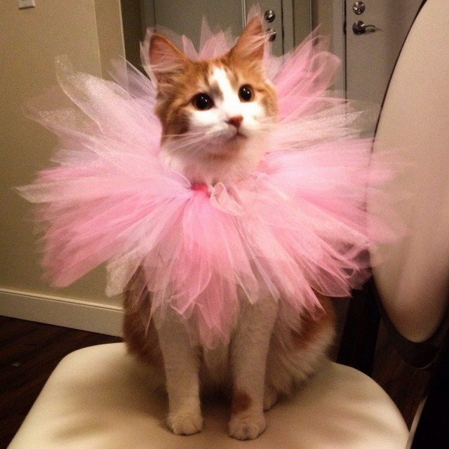Коты и Кошки
