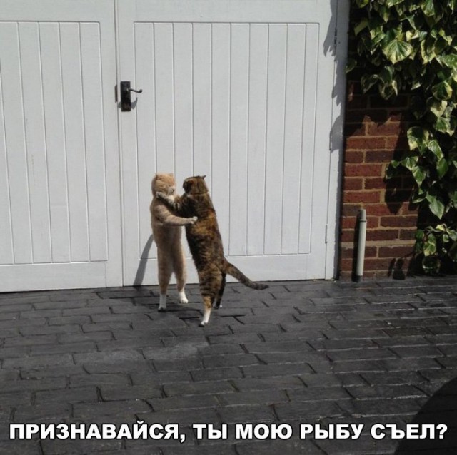 Коты и Кошки