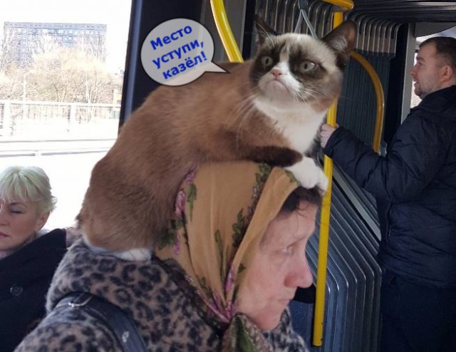 Я не умею рисовать котов? Да ладно...