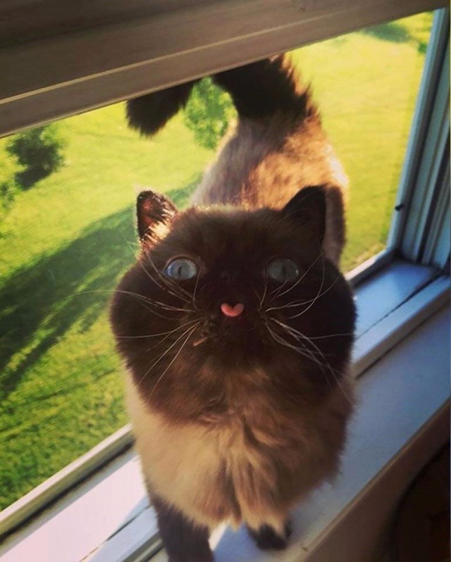 Коты и Кошки