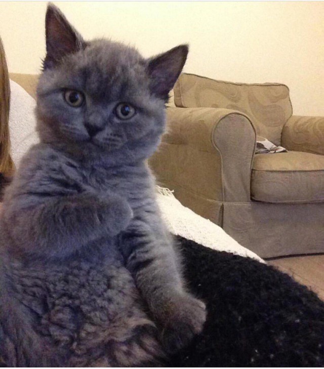 Коты и Кошки