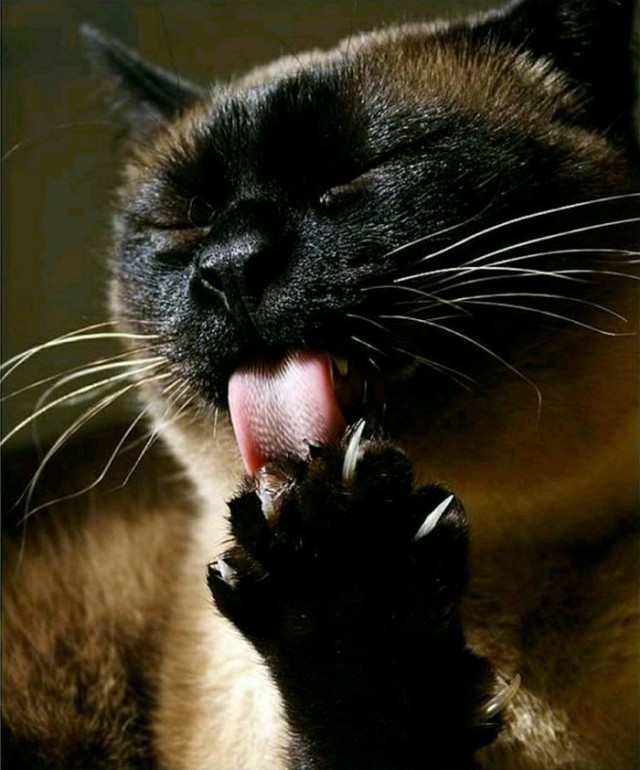 Коты и Кошки