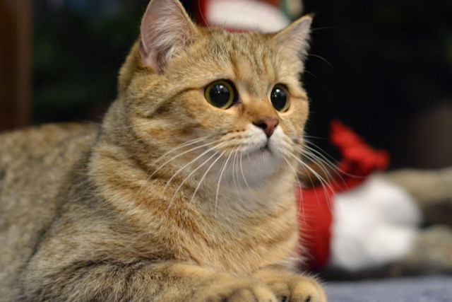 Котовторник 12.12.2017