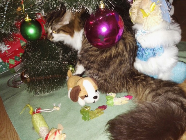 Котовторник 9.01.2018