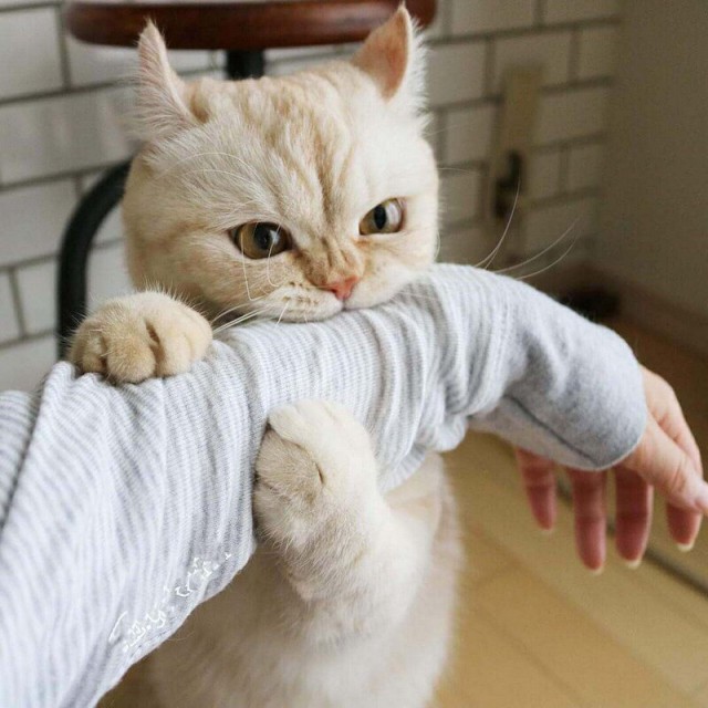 Прикольных котов пост