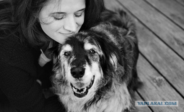 Фотограф снимает последний момент любви между хозяином и собакой перед усыплением