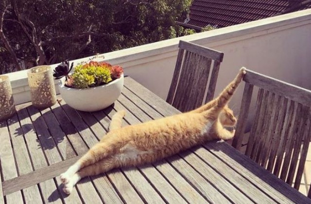 Прикольных котов пост