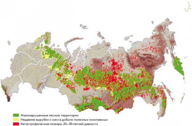 Составы Сибирского леса движутся в Китай