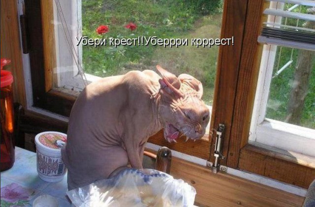 Немного картинок в этот вторник