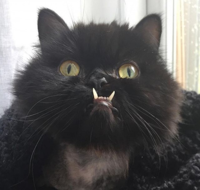 Прикольных котов пост