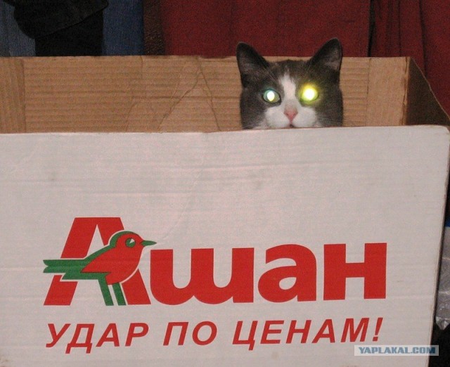 Котовторник в "КотоГетто"