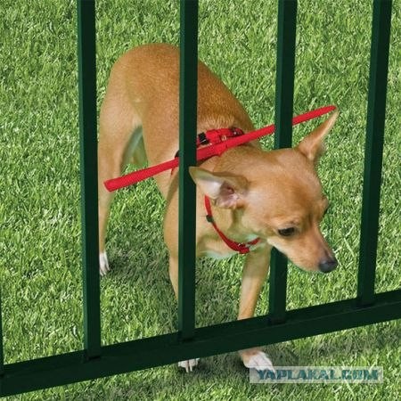 Как остановить собаку, склонную к побегу? ;)