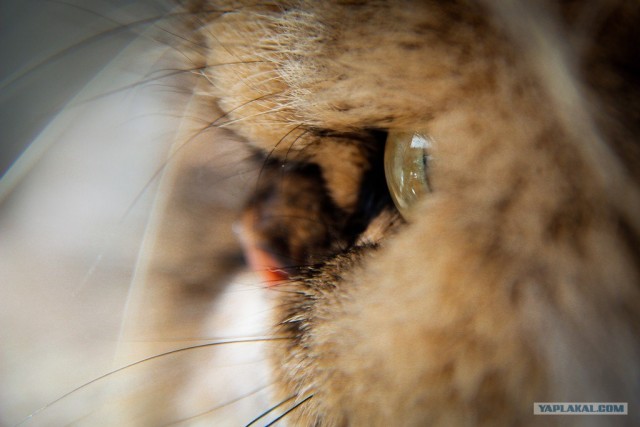 Котовторник 27.03.2012