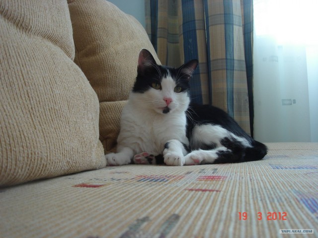 Котовторник  от 3.04.2012