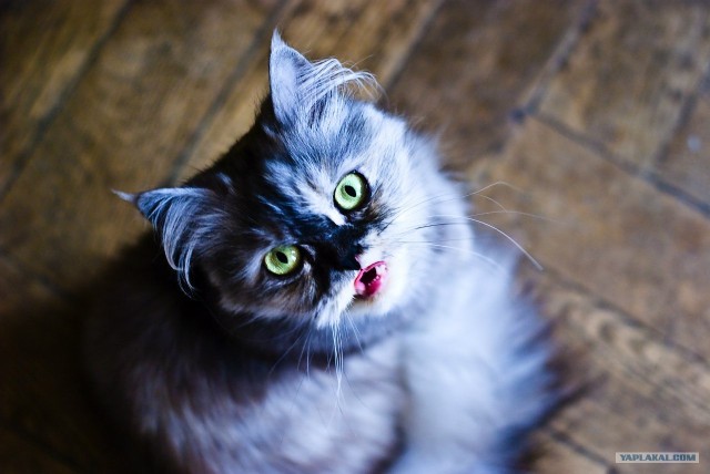Котовторник 24.04.2012