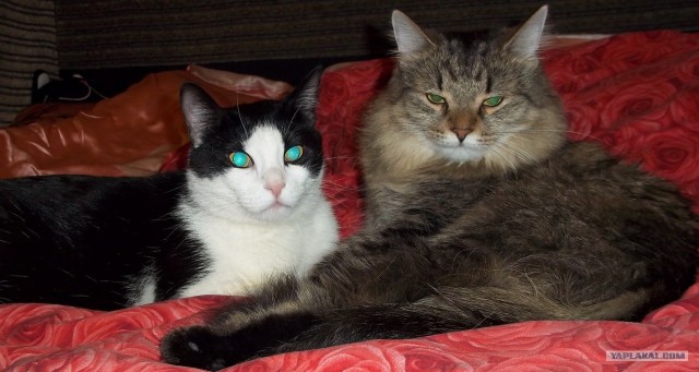 Котовторник (15.05.2012)