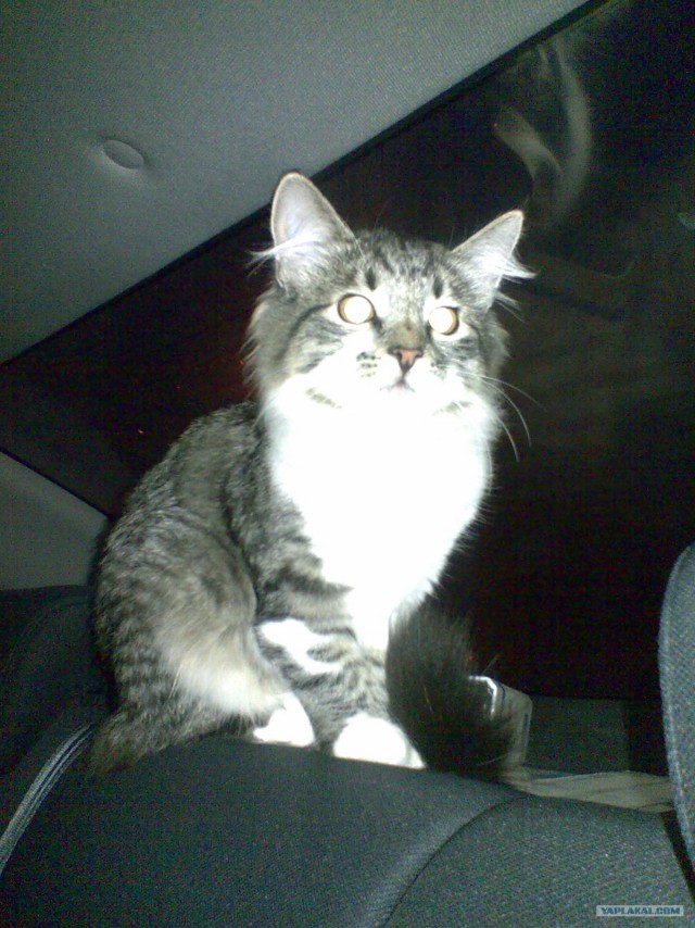 Котовторник 31.07.2012 г.