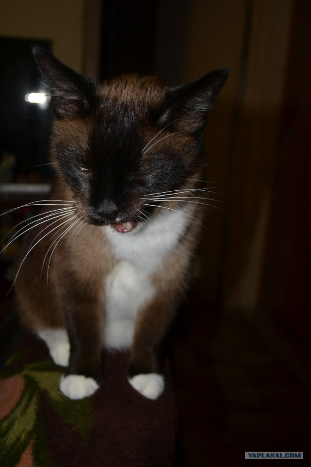 Котовторник  14.08.2012.