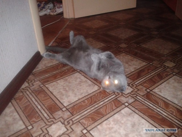 Котовторник  28.08.12
