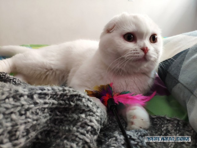 С Днём кошки!