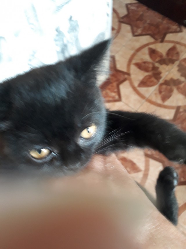 Забавные фото котеек