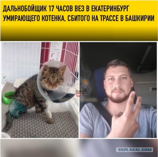 Успел спасти кота