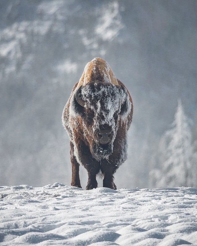 Животинки разной фото