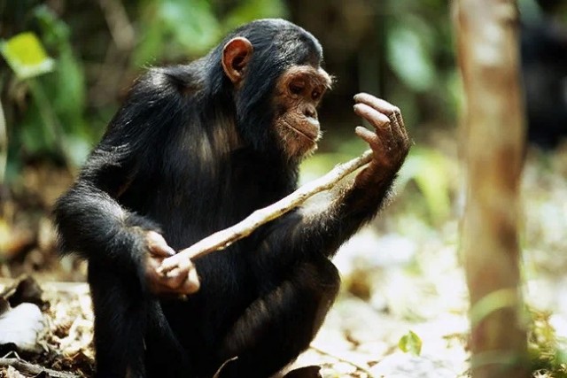 Шимпанзе: Восхождение нового разумного вида больше нельзя отрицать