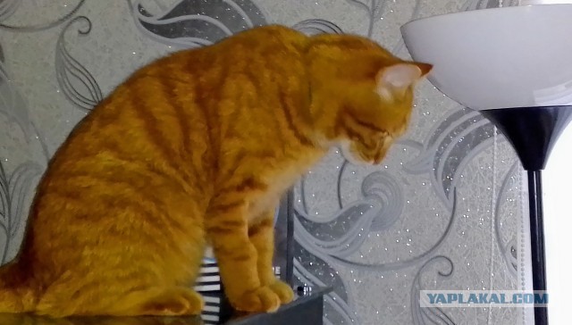 Котовторник *новогодний* 31/12/2019
