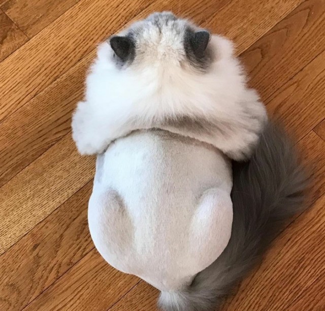 Коты из сети